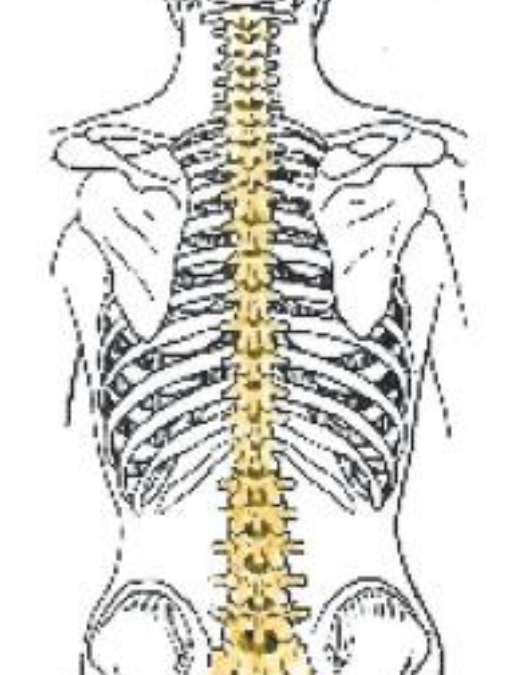 Joint Pains in the Spine The Chiropractic Subluxation