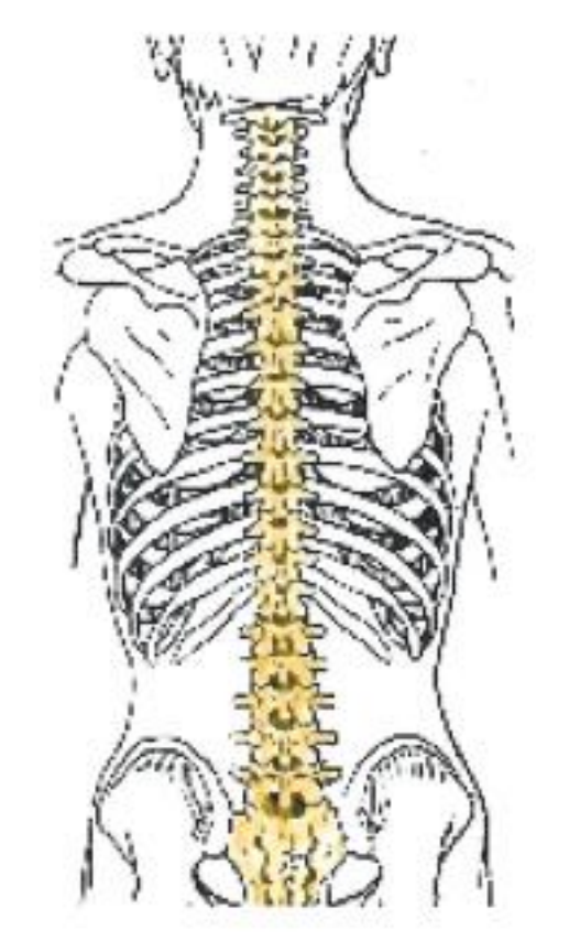 Joint Pains in the Spine The Chiropractic Subluxation